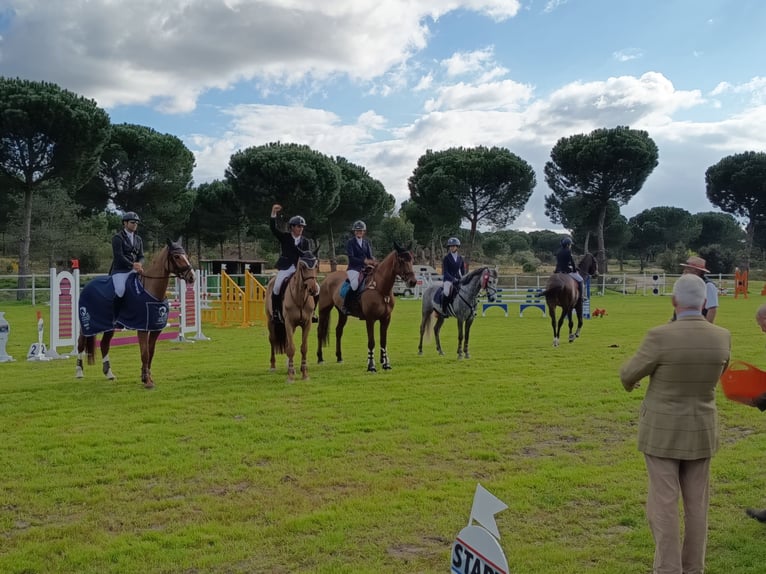 Connemara Gelding 7 years 14.2 hh Grey-Dapple in Leganes