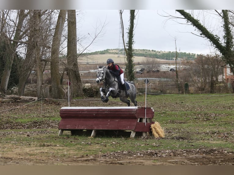 Connemara Gelding 7 years 14.2 hh Grey-Dapple in Leganes
