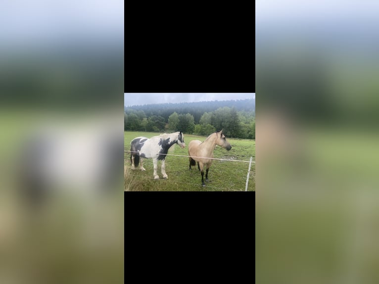 Connemara Mix Gelding 7 years 14,2 hh in Sinntal