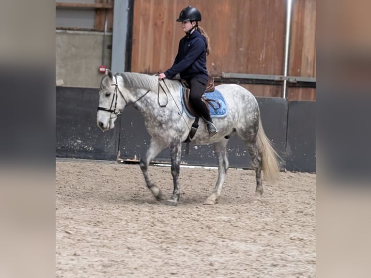 Connemara Mix Gelding 7 years 14,1 hh Grey-Dapple in Nettetal