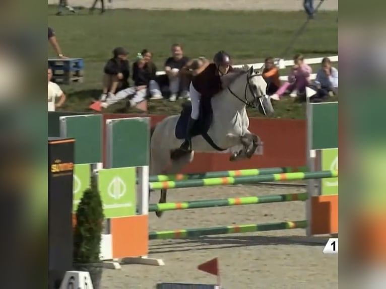 Connemara Gelding 7 years 14,1 hh Grey in WrocławWrocław