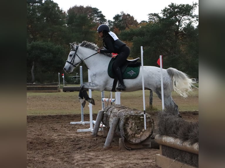 Connemara Gelding 7 years 14,2 hh Grey in Villemer