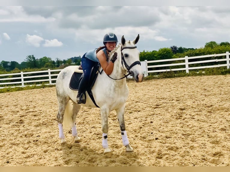 Connemara Gelding 7 years 14,3 hh Gray in Mountrath