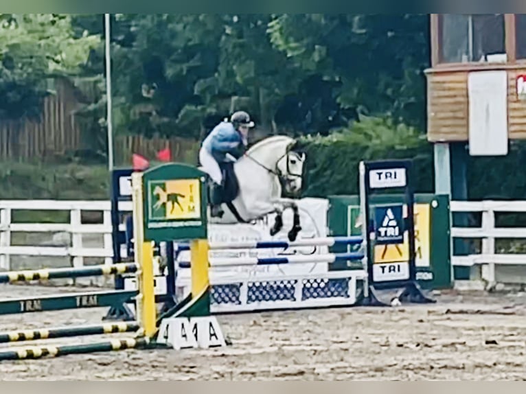 Connemara Gelding 7 years 14,3 hh Gray in Mountrath