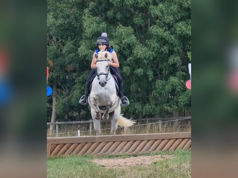 Connemara Gelding 7 years 15,1 hh Gray in Leicestershire