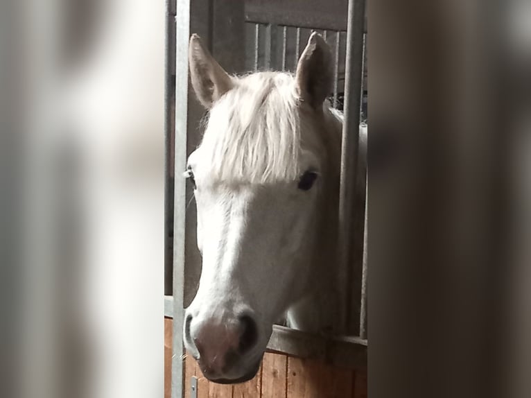 Connemara Gelding 7 years 15,2 hh Gray in Karlsruhe