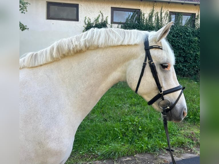 Connemara Gelding 7 years 15,2 hh Gray in Karlsruhe