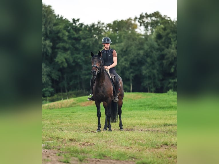 Connemara Gelding 7 years 15 hh Brown in Bilthoven