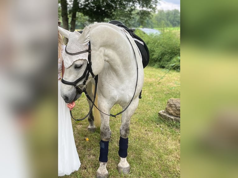 Connemara Gelding 7 years 15 hh Gray in Würzburg