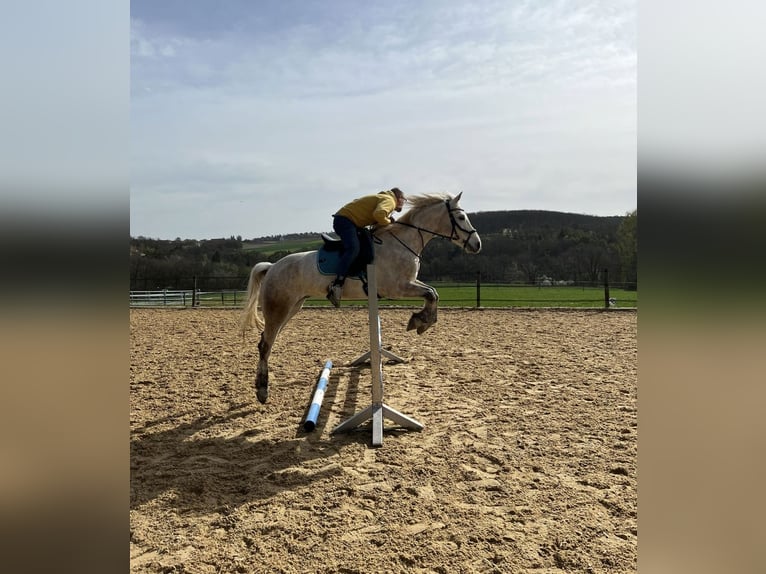 Connemara Gelding 7 years 15 hh Gray in Würzburg