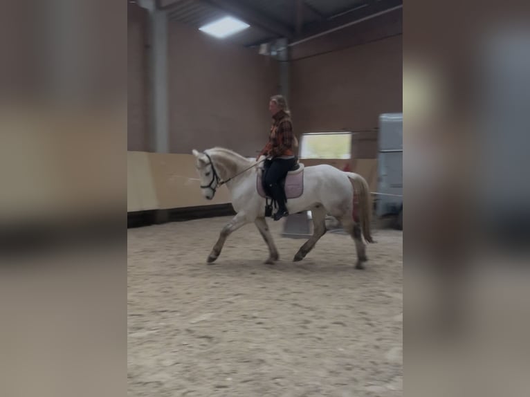 Connemara Gelding 7 years 15 hh Gray in Würzburg