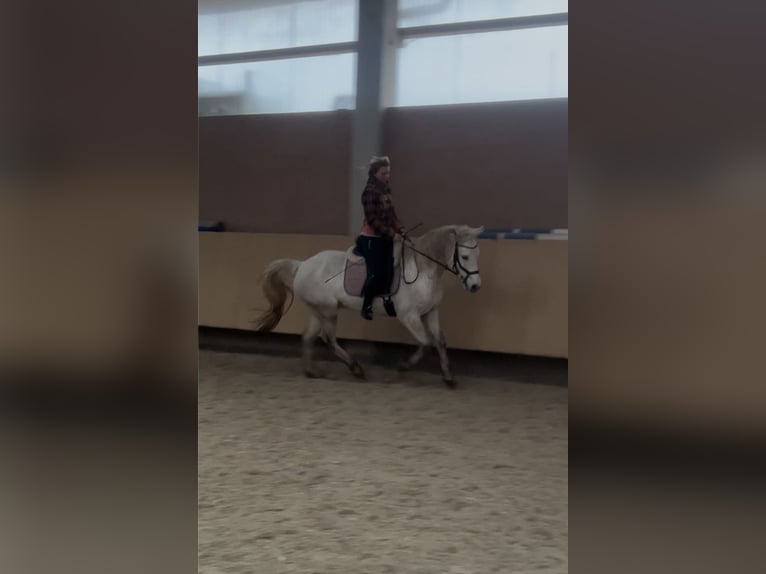 Connemara Gelding 7 years 15 hh Gray in Würzburg