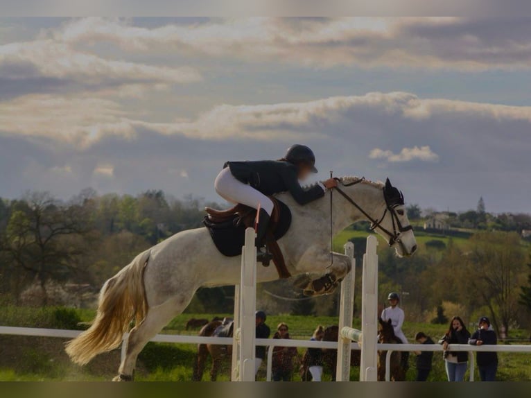 Connemara Gelding 8 years 13,2 hh Gray in Créon D&#39;armagnac