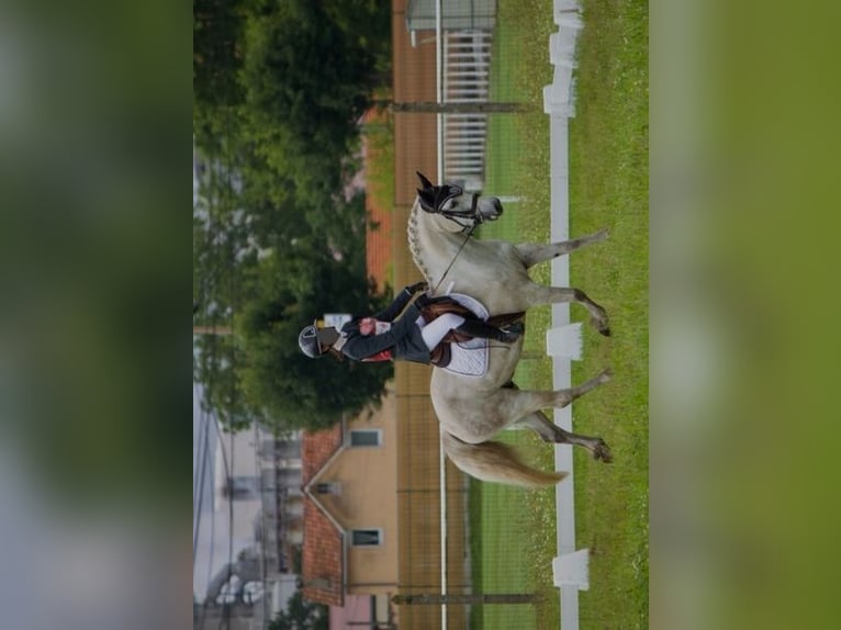 Connemara Gelding 8 years 13,2 hh Gray in Créon D&#39;armagnac