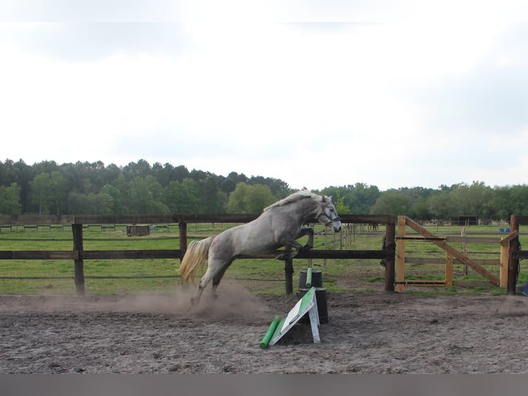 Connemara Gelding 8 years 13,2 hh Gray in Créon D&#39;armagnac