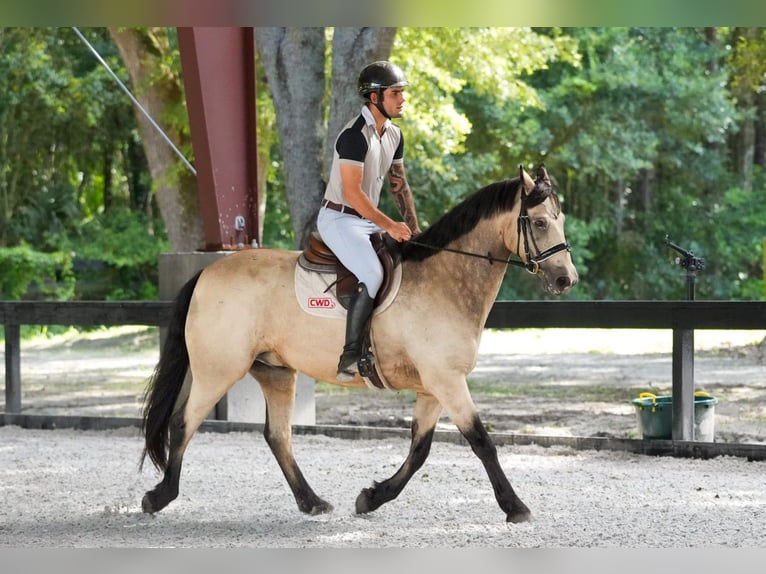 Connemara Gelding 8 years 14.1 hh Dun in Micanopy