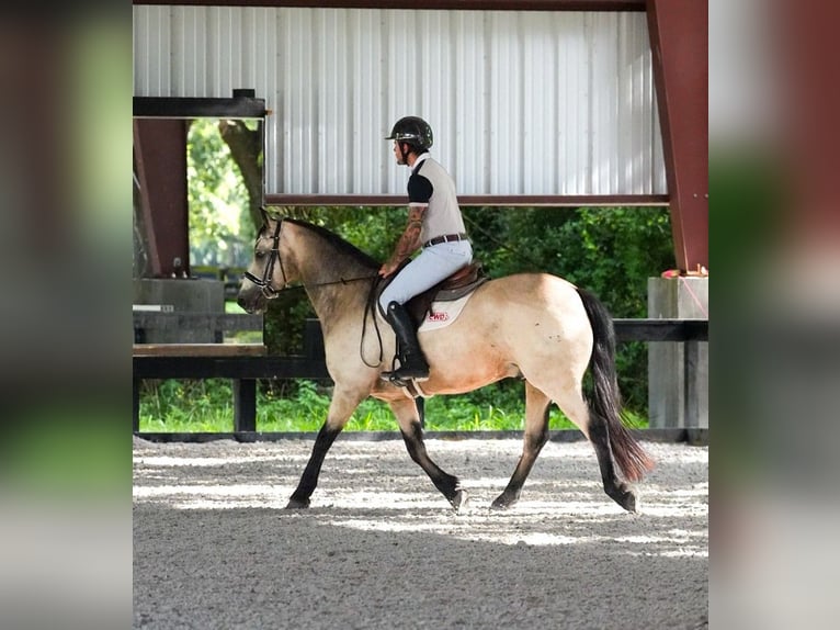 Connemara Gelding 8 years 14.1 hh Dun in Micanopy