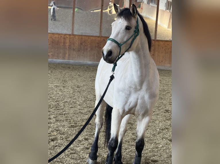Connemara Gelding 8 years 14.2 hh Dun in Affoltern am Albis