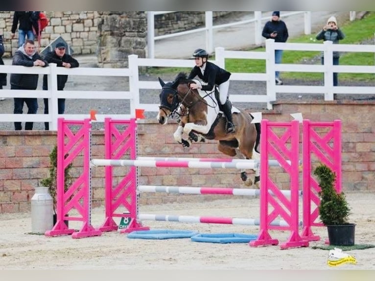 Connemara Gelding 8 years 14.2 hh Grey in Sligo