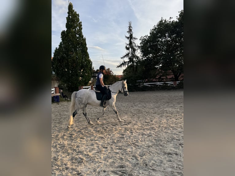Connemara Gelding 8 years 14.2 hh White in Icking