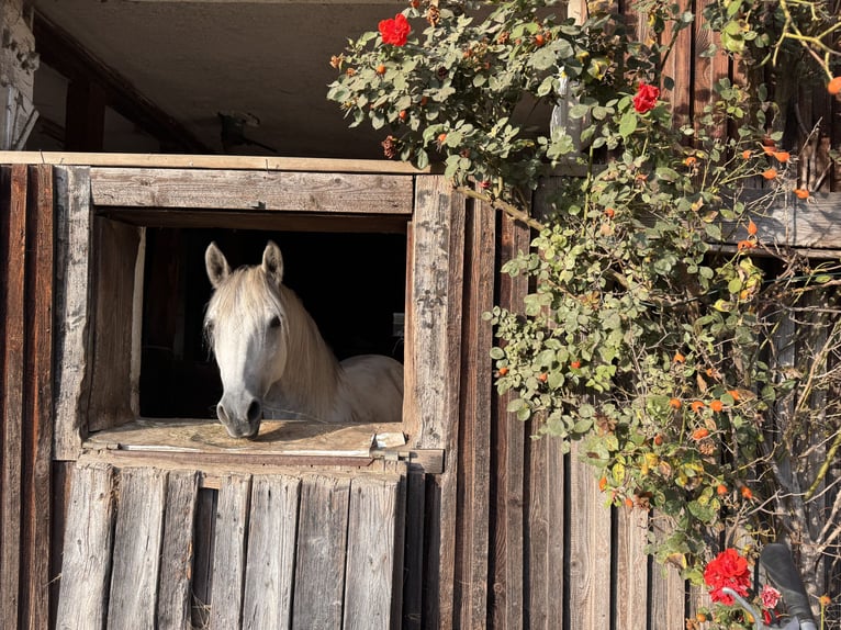 Connemara Gelding 8 years 14.2 hh White in Icking