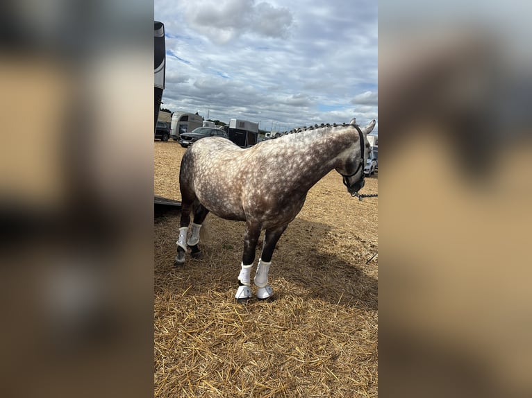 Connemara Mix Gelding 8 years 14,1 hh Grey-Dapple in Iserlohn