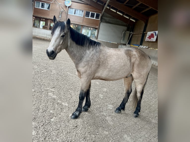 Connemara Gelding 8 years 14,2 hh Dun in Bätterkinden