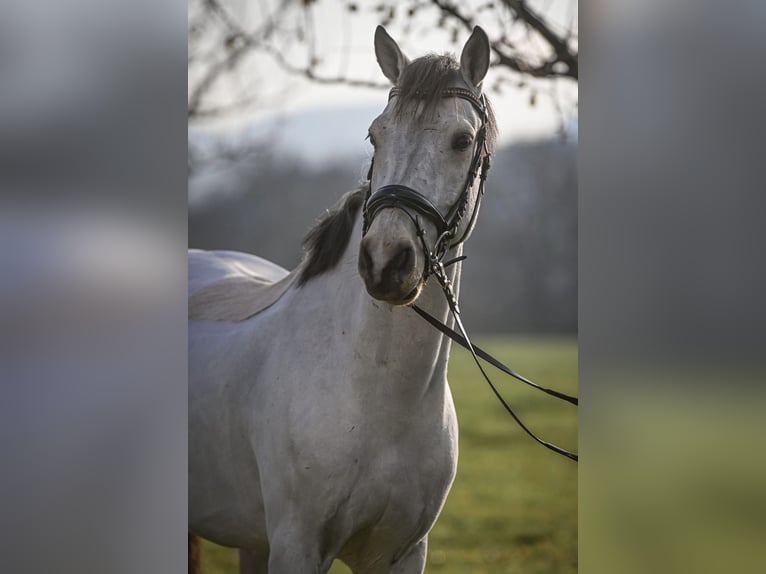 Connemara Gelding 8 years 14,2 hh Dun in Baar