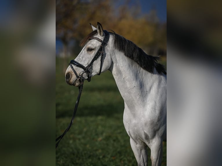 Connemara Gelding 8 years 14,2 hh Dun in Baar