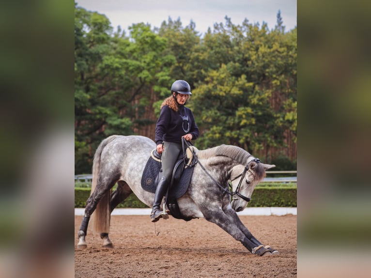 Connemara Gelding 8 years 15,2 hh Grey-Dapple in Berlin