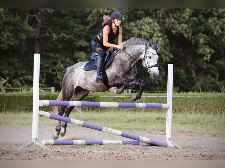 Connemara Gelding 8 years 15,2 hh Grey-Dapple in Berlin
