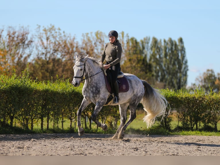 Connemara Gelding 8 years 15,2 hh Grey-Dapple in Berlin