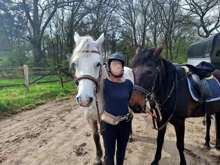 Connemara Gelding 8 years 15,2 hh Grey in Nijkerk