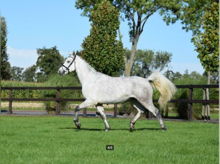 Connemara Gelding 8 years 15,2 hh Grey in Nijkerk