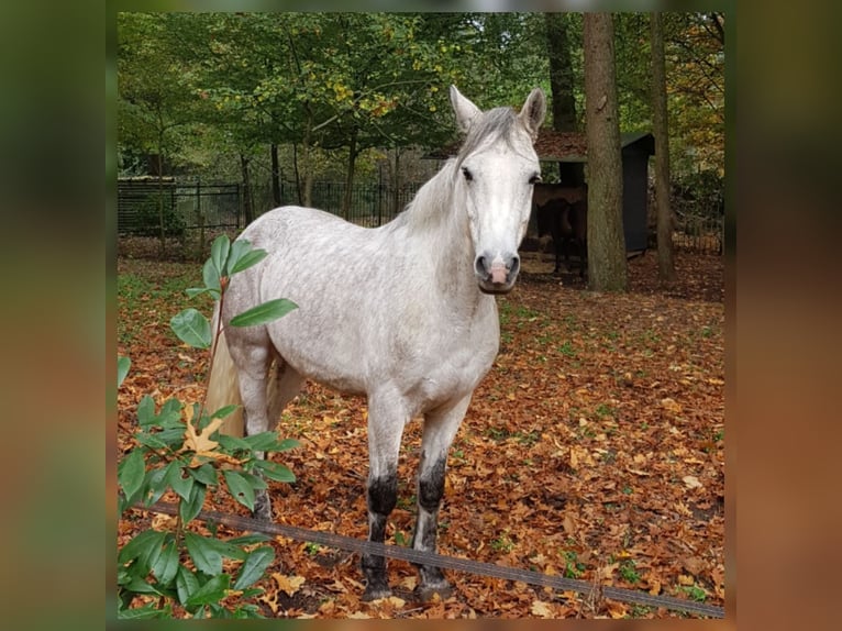 Connemara Gelding 8 years 15,2 hh Grey in Nijkerk