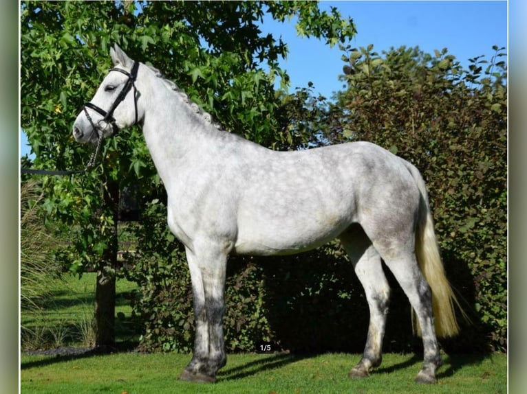 Connemara Gelding 8 years 15,2 hh Grey in Nijkerk