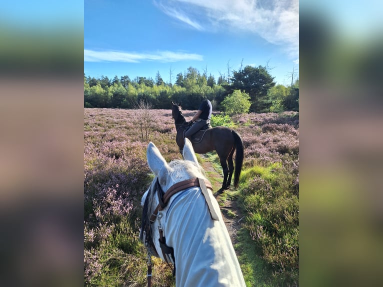 Connemara Gelding 8 years 15,2 hh Grey in Nijkerk