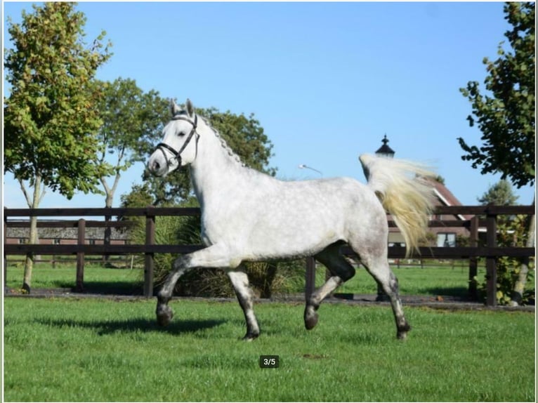 Connemara Gelding 8 years 15,2 hh Grey in Nijkerk