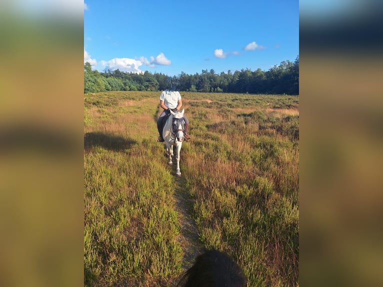 Connemara Gelding 8 years 15,2 hh Grey in Nijkerk