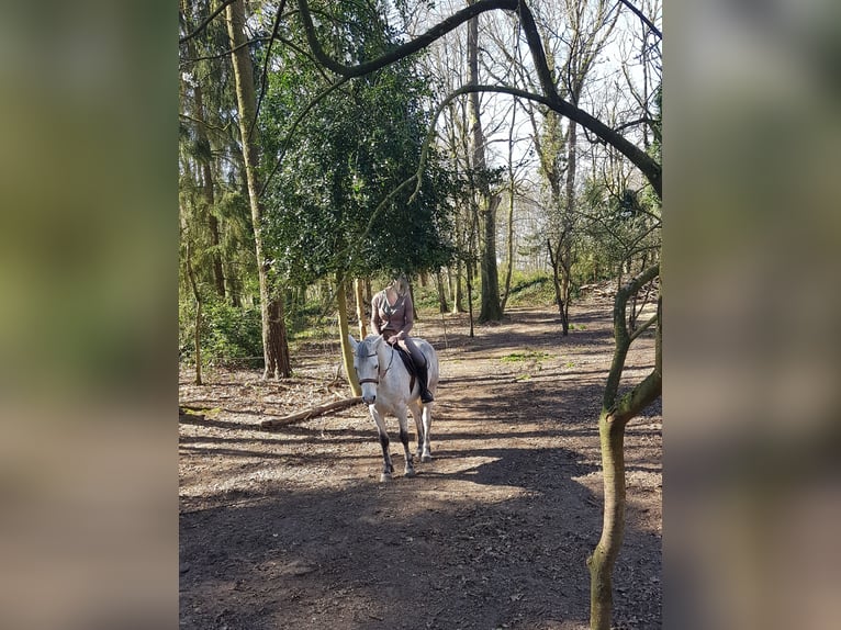 Connemara Gelding 8 years 15,2 hh Grey in Nijkerk
