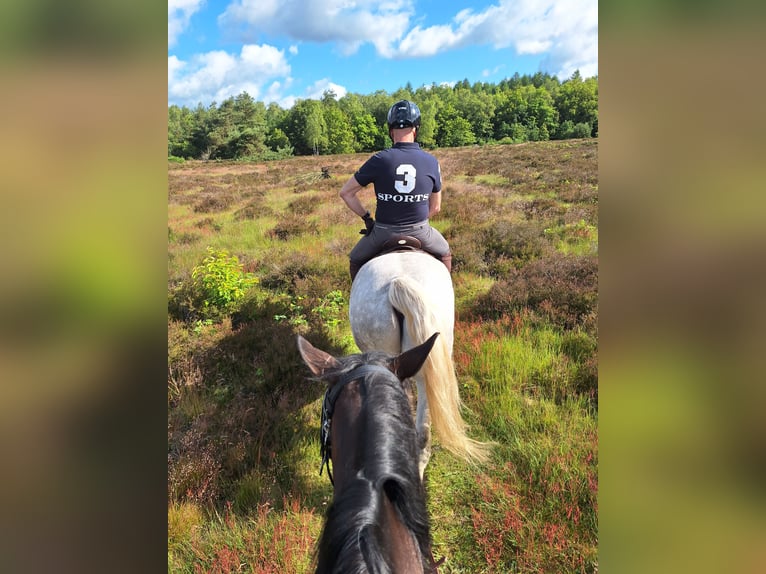 Connemara Gelding 8 years 15,2 hh Grey in Nijkerk