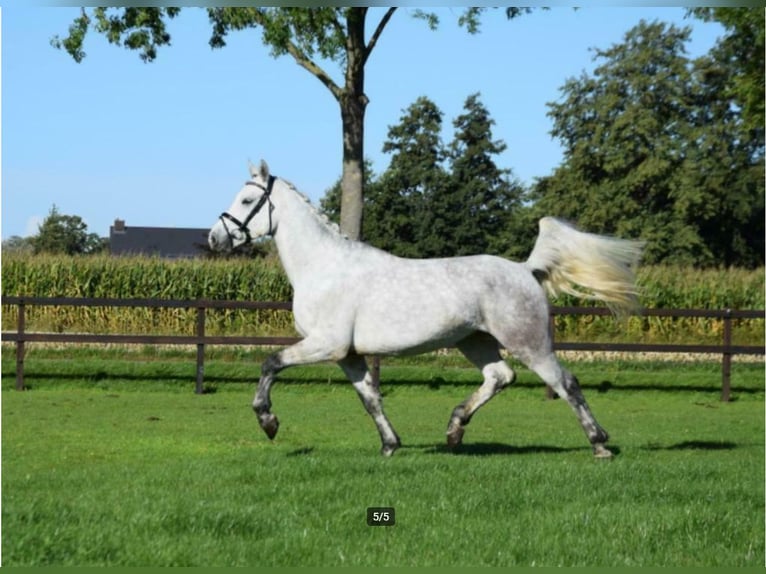 Connemara Gelding 8 years 15,2 hh Grey in Nijkerk
