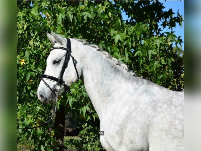 Connemara Gelding 8 years 15,2 hh Grey in Nijkerk