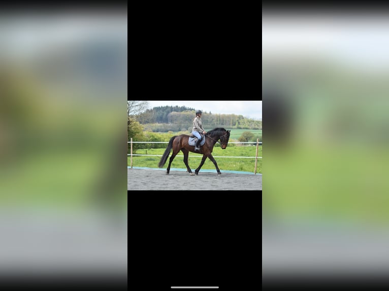 Connemara Mix Gelding 8 years 16 hh Brown in pouligny-notre-dame