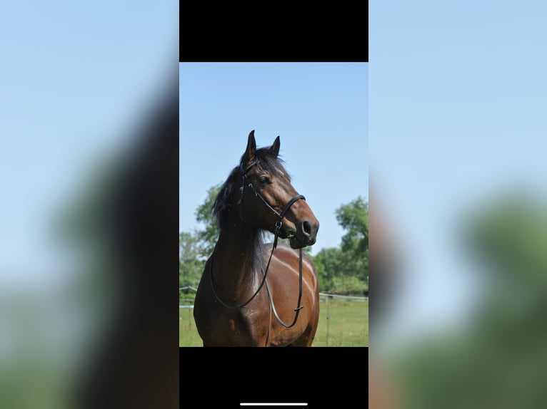 Connemara Mix Gelding 8 years 16 hh Brown in pouligny-notre-dame