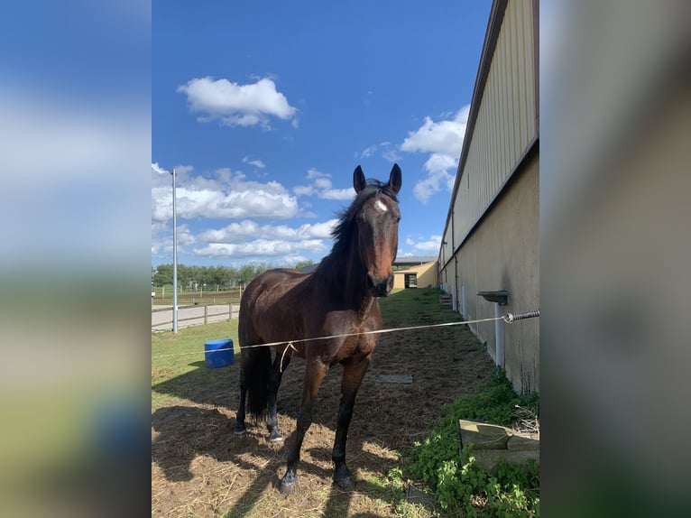 Connemara Mix Gelding 8 years 16 hh Brown in pouligny-notre-dame