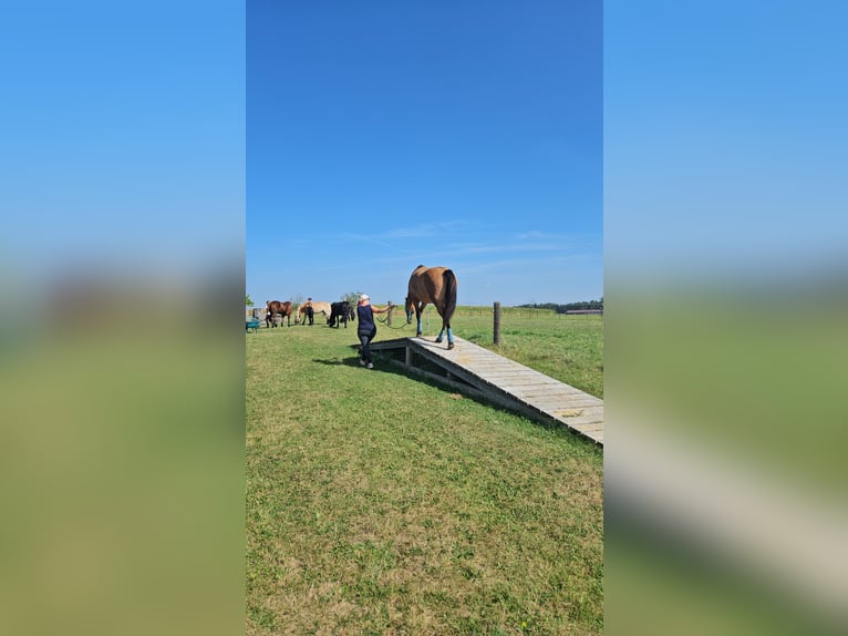 Connemara Mix Gelding 8 years 16 hh in Blaufelden