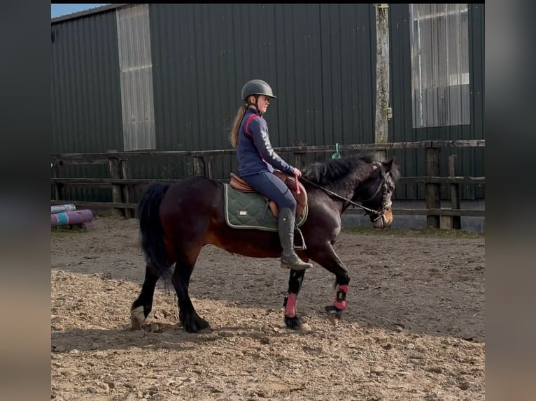 Connemara Gelding 8 years Bay in Sligo