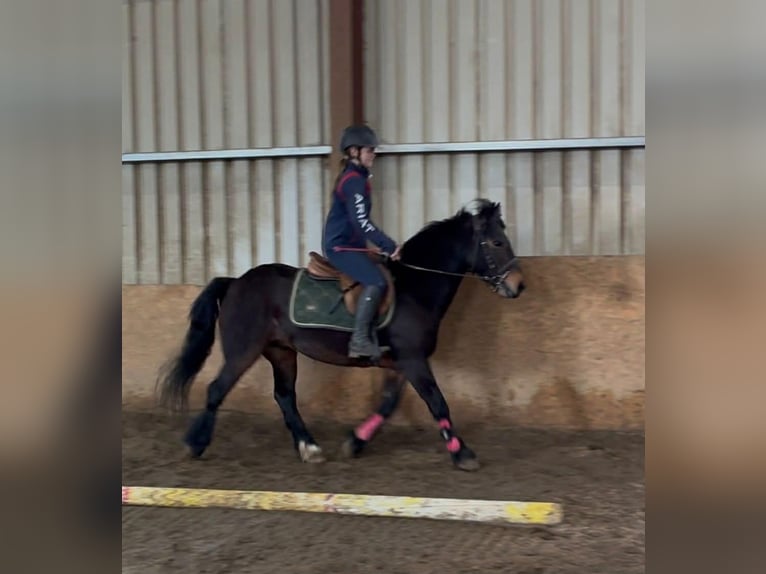 Connemara Gelding 8 years Bay in Sligo