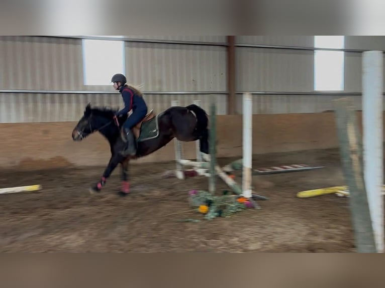 Connemara Gelding 8 years Bay in Sligo